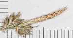 Whitetinge sedge